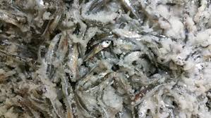 1 Dozen Salted Minnows